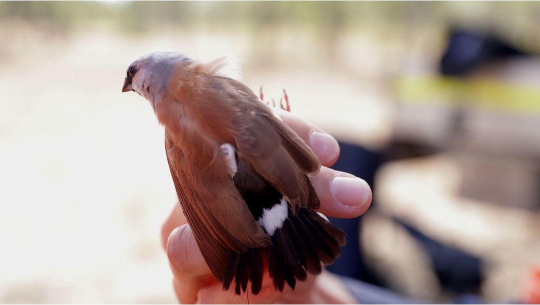 Radio tracking to provide more insights into Black-throated Finch